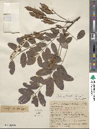 Robinia pseudoacacia image