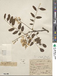 Robinia pseudoacacia image