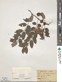 Robinia pseudoacacia image