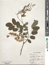 Robinia pseudoacacia image