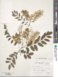 Robinia pseudoacacia image