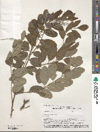 Robinia pseudoacacia image