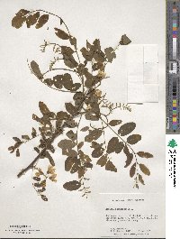 Robinia pseudoacacia image