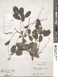 Robinia pseudoacacia image