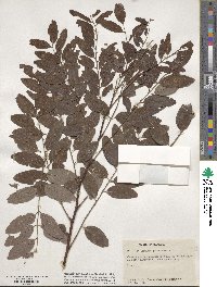 Robinia pseudoacacia image