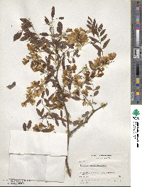 Robinia pseudoacacia image