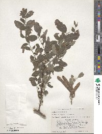 Robinia pseudoacacia image