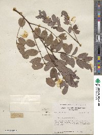 Robinia pseudoacacia image