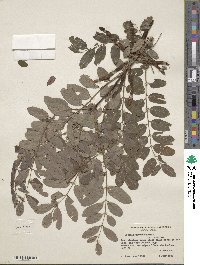 Robinia pseudoacacia image