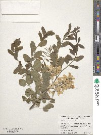 Robinia pseudoacacia image