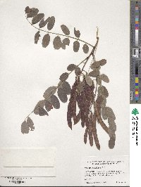 Robinia pseudoacacia image