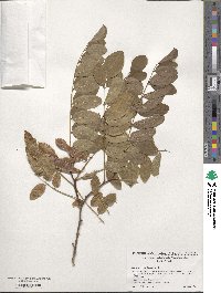 Robinia pseudoacacia image