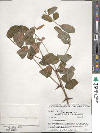 Robinia pseudoacacia image