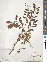 Robinia pseudoacacia image