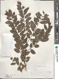 Robinia pseudoacacia image