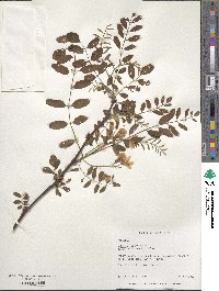 Robinia pseudoacacia image