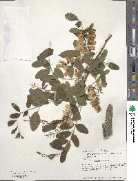 Robinia pseudoacacia image