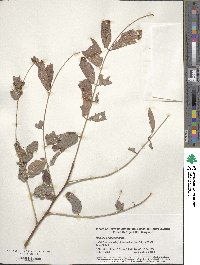 Robinia pseudoacacia image