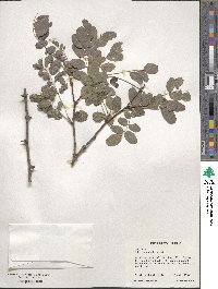 Robinia pseudoacacia image