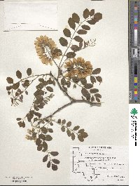 Robinia pseudoacacia image