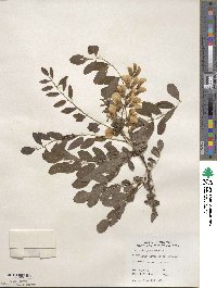 Robinia pseudoacacia image