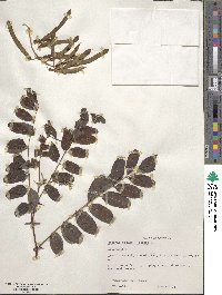 Robinia pseudoacacia image