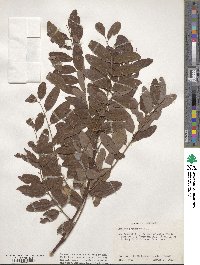 Robinia pseudoacacia image