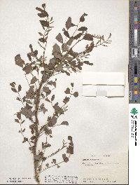 Robinia pseudoacacia image