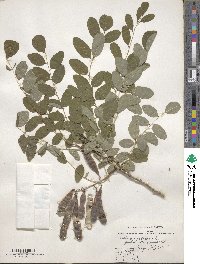 Robinia pseudoacacia image