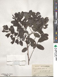 Robinia pseudoacacia image