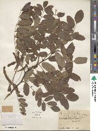 Robinia pseudoacacia image