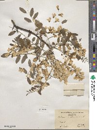 Robinia pseudoacacia image