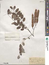 Robinia pseudoacacia image