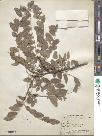 Robinia pseudoacacia image