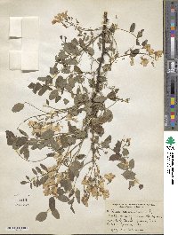 Robinia pseudoacacia image