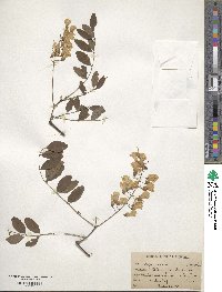 Robinia pseudoacacia image