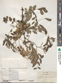 Robinia pseudoacacia image