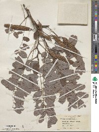 Robinia pseudoacacia image