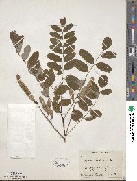 Robinia pseudoacacia image