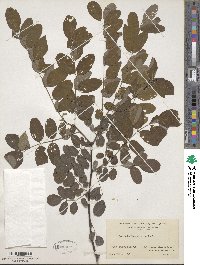 Robinia pseudoacacia image