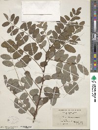 Robinia pseudoacacia image