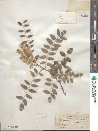 Robinia neomexicana image