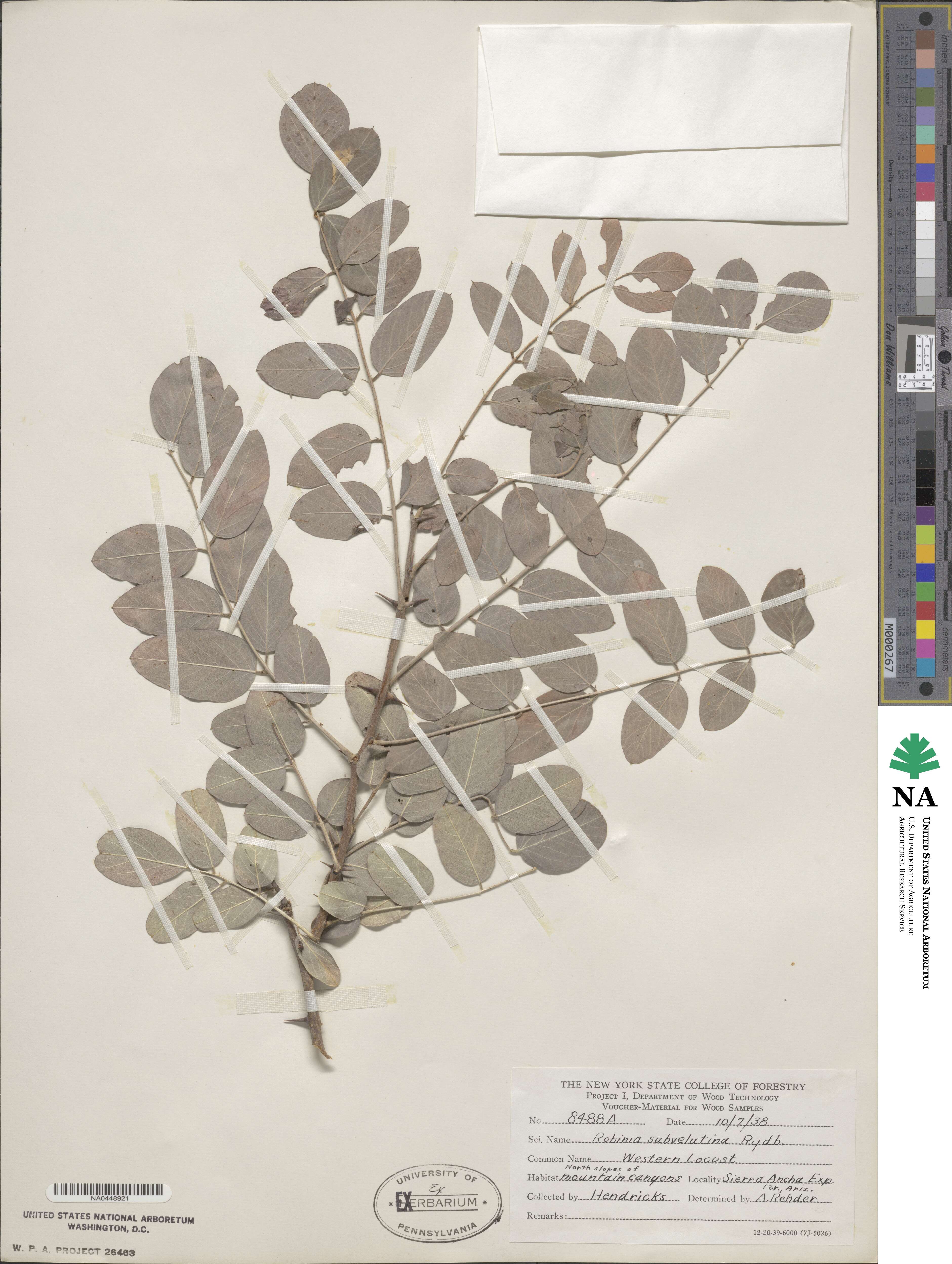 Robinia neomexicana var. neomexicana image