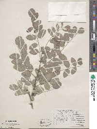 Robinia neomexicana image