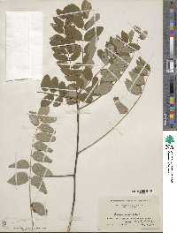 Robinia viscosa image