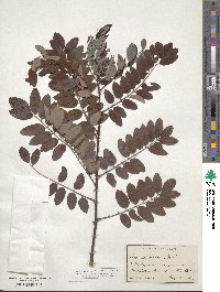 Robinia viscosa image