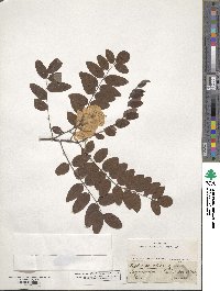 Robinia viscosa image