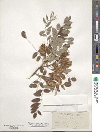 Robinia viscosa image