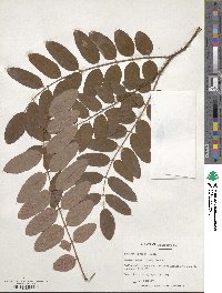 Robinia viscosa image