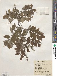 Robinia viscosa image